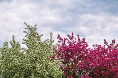 Beyaz ve pembe çiçek açan elma ağaçları. Beyaz ve pembe elma ağacı çiçeği. Bahar mevsimi, bahar renkleri