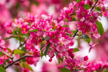 Çiçek açan bir elma ağacının mavi arka planlı taze pembe çiçekleri. Armut dibine düşermiş. Pembe çiçekler, yakın plan..