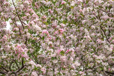 Beyaz ve pembe çiçek açan elma ağaçları. Beyaz ve pembe elma ağacı çiçeği. Bahar mevsimi, bahar renkleri