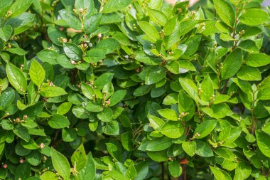 Gün batımında taze yaprakları olan yeşil çalılar. Arkaplan ilkbahar resmi.