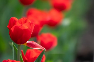 Baharda renkli kırmızı laleler çiçek açar. Doğal bahar arkaplanı.