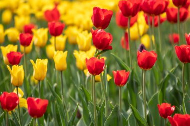 Yeşil arka planda kırmızı ve sarı laleler. Doğal bahar arkaplanı.