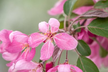 Çiçek açan bir elma ağacının mavi arka planlı taze pembe çiçekleri. Armut dibine düşermiş. Pembe çiçekler, yakın plan..