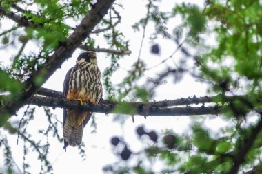 Avrasya hobisi, Falco subbuteo, karaçam ağacının tepesinde oturuyor. Vahşi hayattaki sevimli görkemli avcı şahin kuşu. Avrasya hobisi, Falco subbuteo, ya da sadece hobi, küçük, ince bir şahin