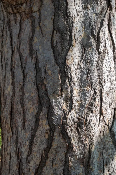 소나무로 나무의 침엽수 껍질의 — 스톡 사진