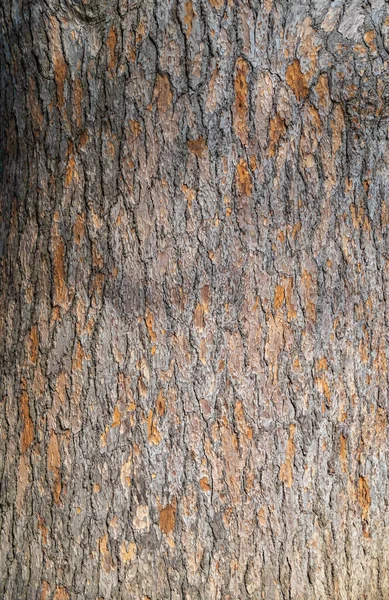 Bark Cedrus Libani Cedar Lebanon Lebanese Cedar Bark Texture Background — Stock Photo, Image