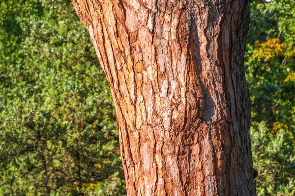 Écorce Pin Arbre Sans Couture Écorce Fond Texture Brune Vieil — Photo