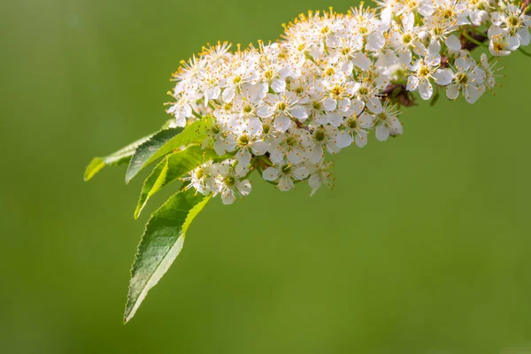 White Cherry Flowers Branches Blossoming Tree Cherry Tree White Flowers — Stock Photo, Image