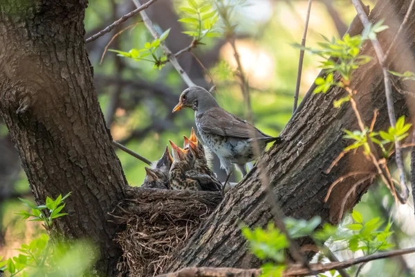 Drosselfeld Turdus Pilaris Einem Nest Mit Küken Feldzug Mit Küken — Stockfoto