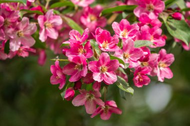 Çiçek açan bir elma ağacının mavi arka planlı taze pembe çiçekleri. Armut dibine düşermiş. Pembe çiçekler, yakın plan..