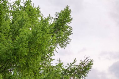 Ormanın tepesinde bulutlu bir gökyüzüne karşı karaçam ağacının tacı. Ormanların vahşi doğası. Baharda orman. Gökyüzünde güzel ağaçlar