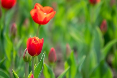Baharda renkli kırmızı laleler çiçek açar. Doğal bahar arkaplanı.