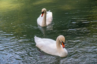 İki zarif beyaz kuğu karanlık suda yüzüyor. Dilsiz kuğu, Cygnus rengi.