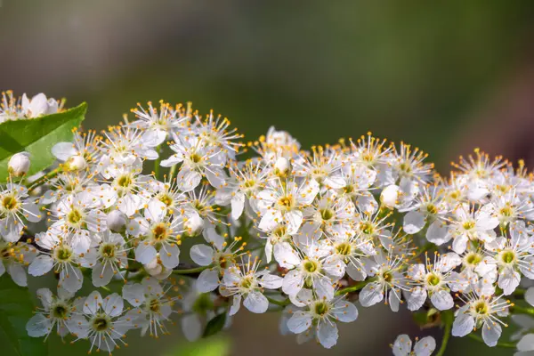 Weiße Kirschblüten Die Äste Eines Blühenden Baumes Kirschbaum Mit Weißen — Stockfoto