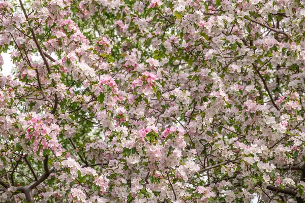 Bílé Růžové Kvetoucí Jabloně Bílé Růžové Květy Jabloně Jarní Sezóna — Stock fotografie
