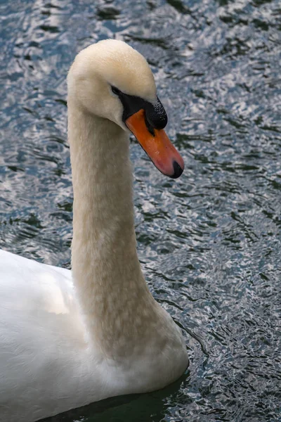 Porträtt Graciös Vit Svan Med Lång Hals Grönt Vatten Bakgrund — Stockfoto