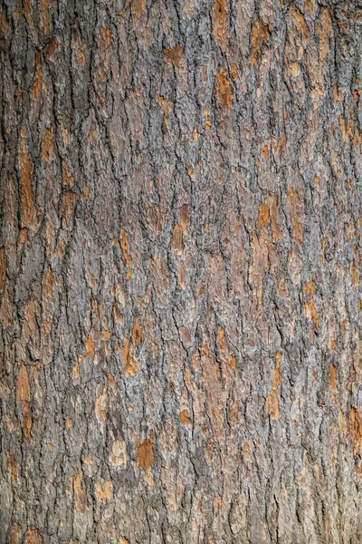 Casca Pinheiro Arvore Sem Costura Casca Fundo Textura Marrom Árvore — Fotografia de Stock