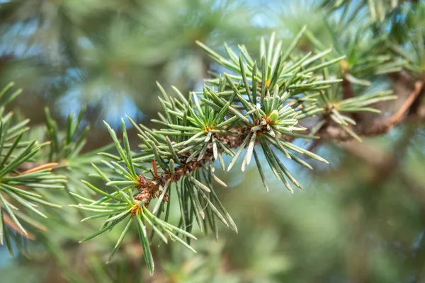 Bakgrund Gröna Grangrenar Solnedgångsljus Färsk Gran — Stockfoto