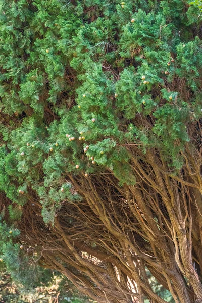 Hojas Conos Árbol Enebro Siempre Verde Juniperus Excelsa Comúnmente Llamado — Foto de Stock