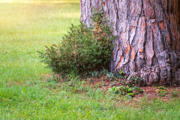 Dasar Dari Batang Pohon Pinus Tua Park Pinus Pinea Juga — Stok Foto