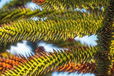 Maymun Bilmece Ağacı, Maymun Kuyruğu Ağacı, Pewen ya da Şili Çamı olarak da bilinir.