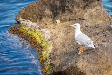 Martı deniz kıyısındaki kayalıklarda oturur. Büyük siyah sırtlı martı, Larus marinus.,