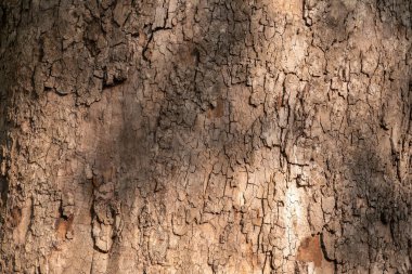 Platanus, ya da Sycamore ağacı kabuğu yakın plan. Eski bir köknar ağacının kabuk dokusu ve arka planı. Bir çınar ağacının kabuğunun yakın çekimi.