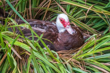 Beyaz ve siyah ördek, kızıl saçlı, Moskovalı ördek, yuvasında oturur, 
