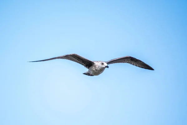 Racek Jasně Modré Obloze Velký Racek Černý Larus Marinus Letící — Stock fotografie