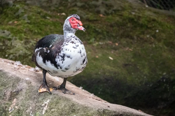 Bílá Černá Kachna Červenou Hlavou Močovitá Kachna Stojící Břehu Rybníka — Stock fotografie