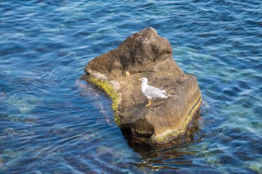 Martı deniz kıyısındaki kayalıklarda oturur. Büyük siyah sırtlı martı, Larus marinus.,