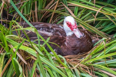 Beyaz ve siyah ördek, kızıl saçlı, Moskovalı ördek, yuvasında oturur, 