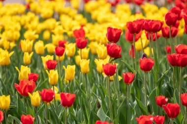 Yeşil arka planda kırmızı ve sarı laleler. Doğal bahar arkaplanı.
