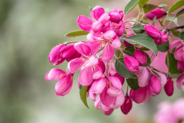 Çiçek açan bir elma ağacının mavi arka planlı taze pembe çiçekleri. Armut dibine düşermiş. Pembe çiçekler, yakın plan..