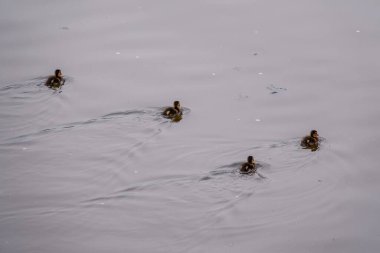 Yeşil suyla gölde tek başına yüzen sevimli ördek yavruları. Tarım, tarım. Mutlu ördek. Sevimli ve esprili. Yaban ördeği ya da yaban ördeği, Anas platyrhynchos