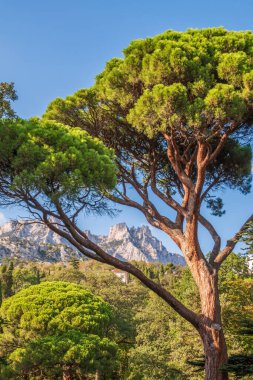 Bulutlu bir günde, arka planında uzun iğneler olan yeşil sedir ağacı. Cedrus libani, Lübnan ya da Lübnan sedir ağacı.
