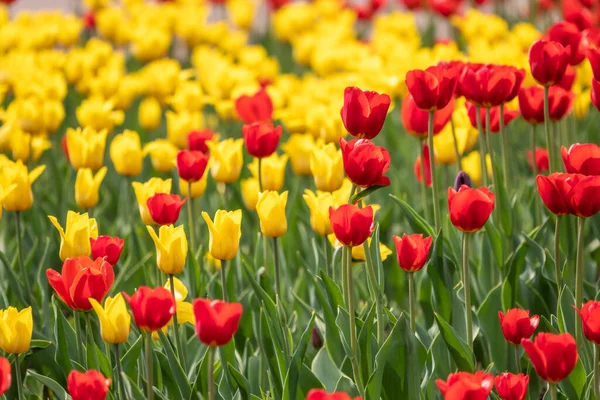 Yeşil arka planda kırmızı ve sarı laleler. Doğal bahar arkaplanı.