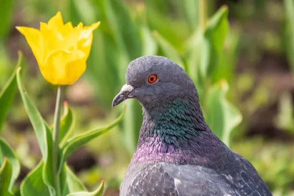 Porträt Einer Gewöhnlichen Grauen Stadttaube Auf Der Malerischen Grünen Wiese — Stockfoto