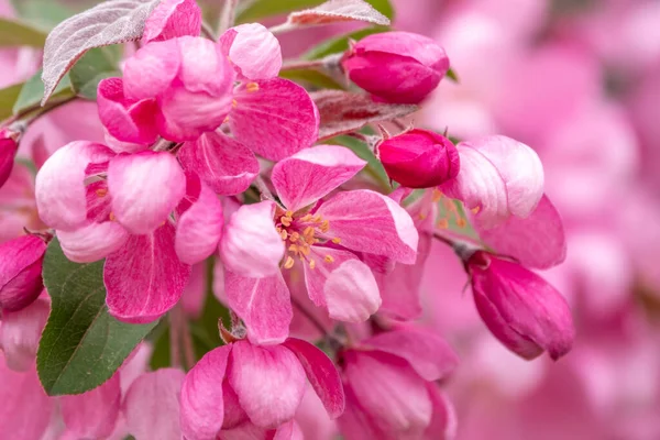 Çiçek açan bir elma ağacının mavi arka planlı taze pembe çiçekleri. Armut dibine düşermiş. Pembe çiçekler, yakın plan..