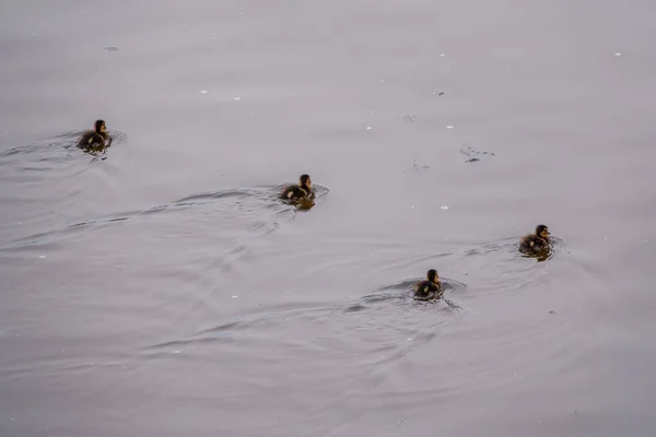 Carini Piccoli Anatroccoli Che Nuotano Soli Lago Con Acqua Verde — Foto Stock