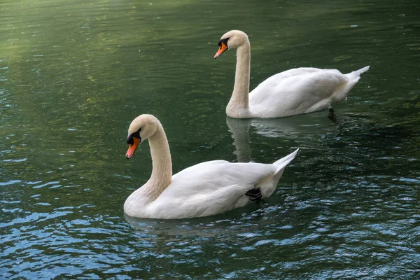 Due Graziosi Cigni Bianchi Nuotano Nell Acqua Scura Cigno Muto — Foto Stock