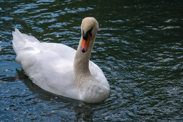 Elegante Cisne Blanco Nadando Lago Con Agua Verde Oscura Cisne —  Fotos de Stock
