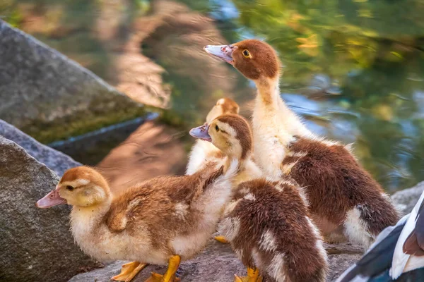 Niedliche Kleine Entchen Die Einem See Stehen Landwirtschaft Landwirtschaft Glückliche — Stockfoto