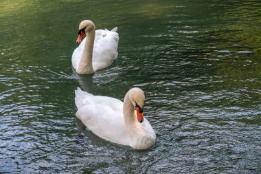 İki zarif beyaz kuğu karanlık suda yüzüyor. Dilsiz kuğu, Cygnus rengi.