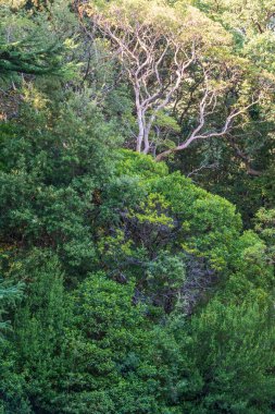 Yamaçtaki sık yeşil orman. Dağ ormanlarında bahar renkleri. Arkaplan resmi.