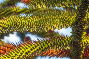 Maymun Bilmece Ağacı, Maymun Kuyruğu Ağacı, Pewen ya da Şili Çamı olarak da bilinir.