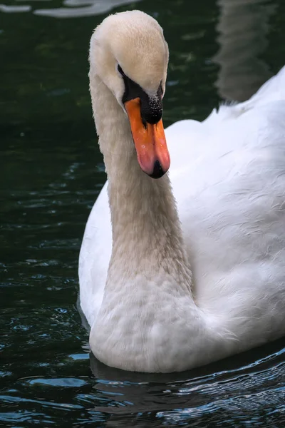 Retrato Elegante Cisne Blanco Con Cuello Largo Sobre Fondo Agua —  Fotos de Stock