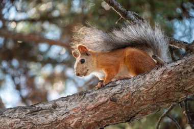 Sincap yaz ya da sonbaharda bir çam dalına oturur. Avrasya kızıl sincabı, Sciurus vulgaris.