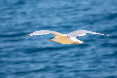 Martı mavi suyun üzerinde uçar. Avrupa ringa martısı, Larus Argentatus, açık deniz arka planında uçuyor..