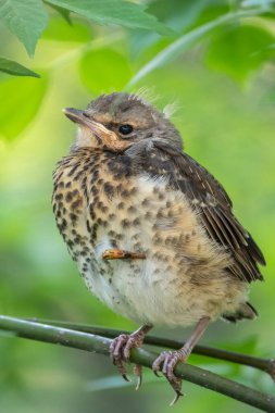 Tarla civcivi Turdus Pilaris yuvadan ayrıldı ve bir dalın üzerinde oturuyor. Sahada oturan bir civciv ağaç dalında ebeveynini bekliyor. Bahar Ormanından vahşi yaşam sahnesi.